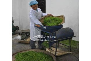 康縣鼓勵(lì)農(nóng)戶自辦茶葉加工廠，破解茶葉加工難題