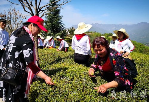 茶鄉(xiāng)夷陵，賓客云集品茗香