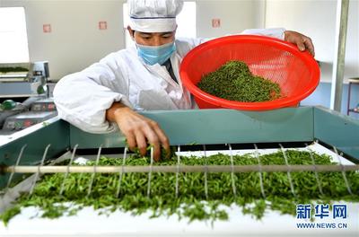 湖北恩施 “訂單春茶”加工忙，譜寫(xiě)鄉(xiāng)村振興新篇章